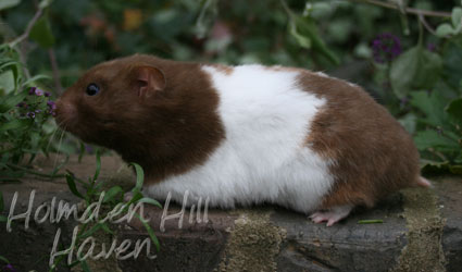 Chocolate Dream- Chocolate Tortoiseshell and White (Banded) Shorthaired